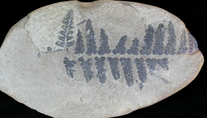 Million Year Old Fern Fossil - Illinois #21431